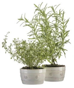 Juliska Berry & Thread Whitewash Ramekin -Shop Kitchen Cliques Screenshot2023 05 09143411